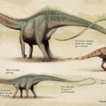 Diplodocus: Un Viaje al Pasado de los Dinosaurios Gigantes